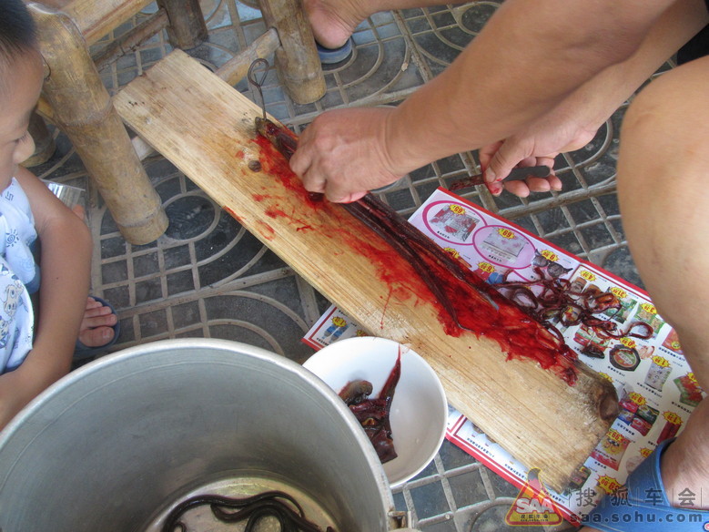 原生态:杀黄鳝(略微血腥,不适慎入)_深圳车友会