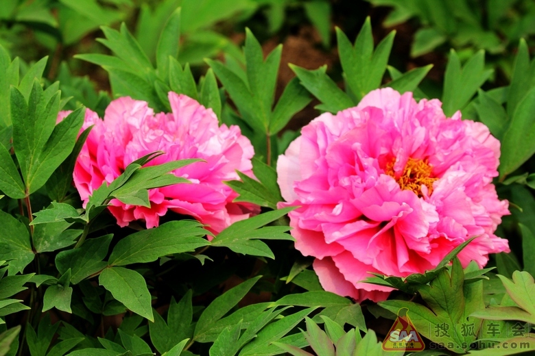 [原创]牡丹花丛中游荡 _港澳自由行