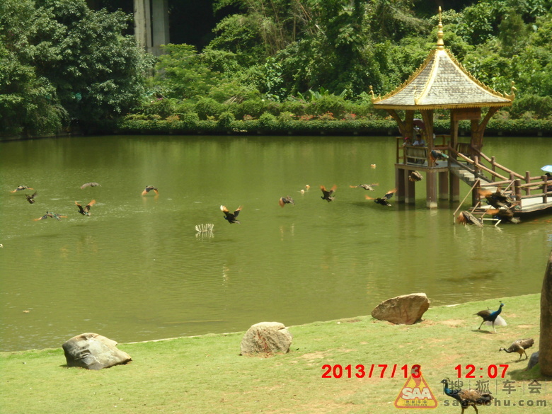 [精彩瞬间]孔雀飞来_山西车友会