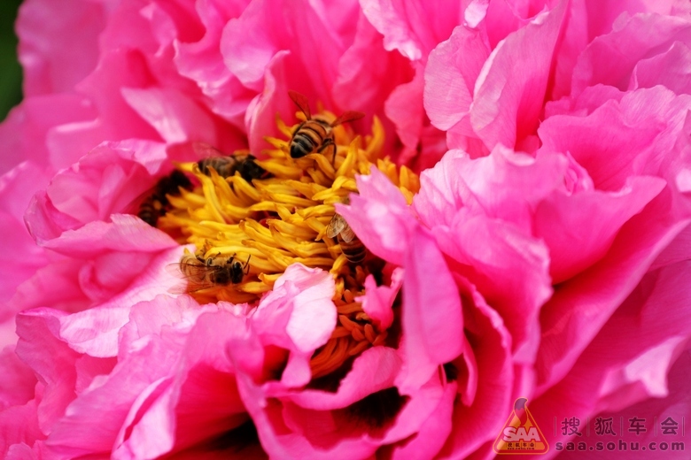 [原创]牡丹花丛中游荡 _港澳自由行