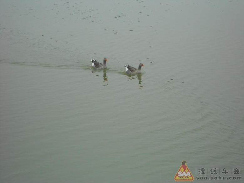 鹅鹅鹅 - 乐风-乐友队