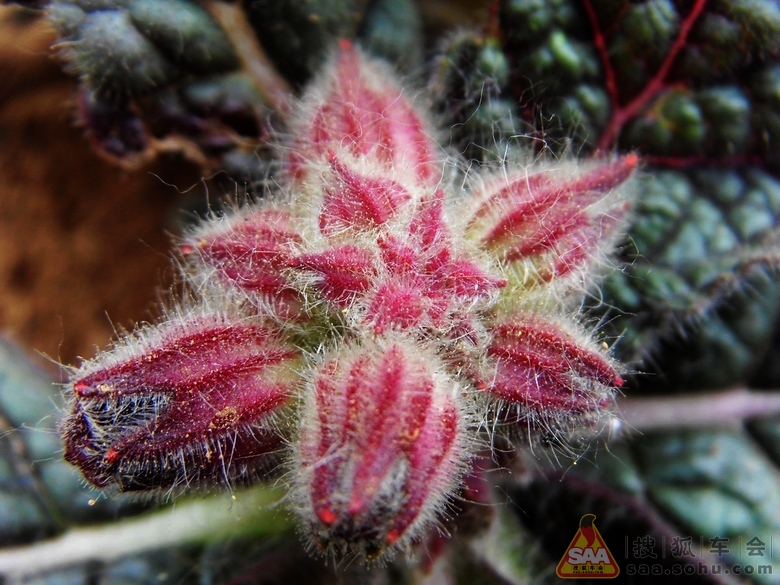 [原创]小喇叭开始广播《地黄花》 _挑战之旅