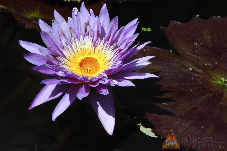 昼舒夜卷睡美人