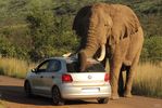游园需谨慎 大象倚车蹭痒吓坏司机