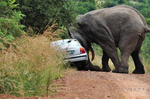 游园需谨慎 大象倚车蹭痒吓坏司机